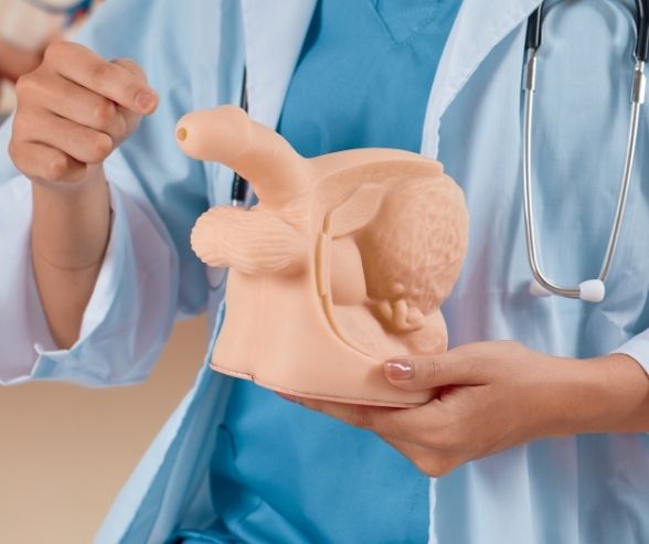 İşeme Organının Embriyolojisi ve Anatomisi