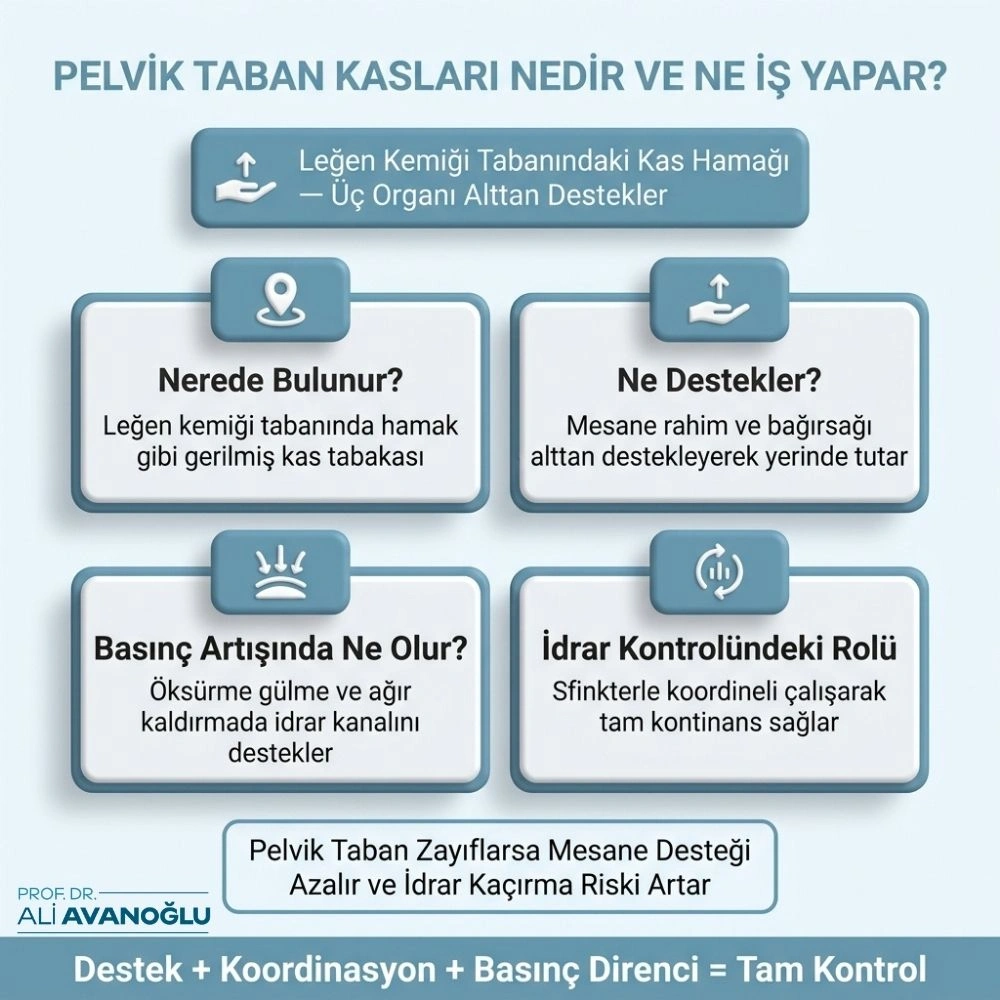 üretral sfinkter nedir